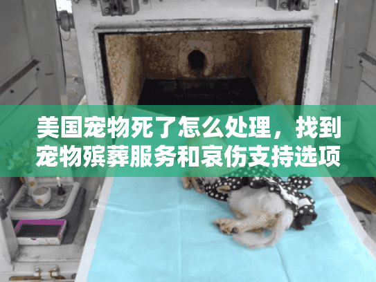 美国宠物死了怎么处理，找到宠物殡葬服务和哀伤支持选项