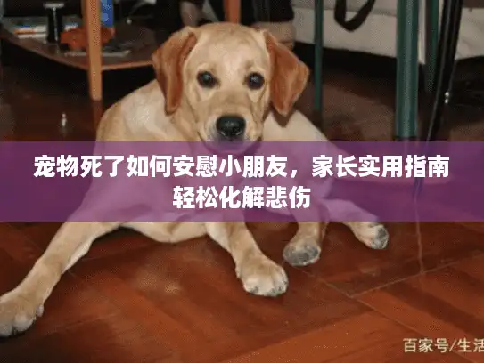 宠物死了如何安慰小朋友，家长实用指南轻松化解悲伤