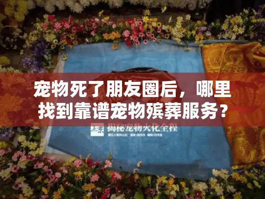宠物死了朋友圈后，哪里找到靠谱宠物殡葬服务？