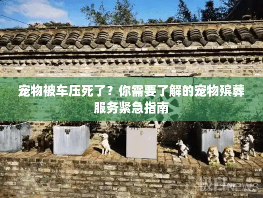 宠物被车压死了?你需要了解的宠物殡葬服务紧急指南 宠物被车压死了?你需要了解的宠物殡葬服务紧急指南
