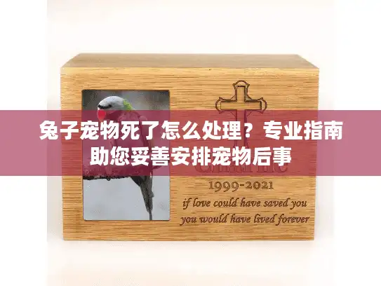 兔子宠物死了怎么处理？专业指南助您妥善安排宠物后事
