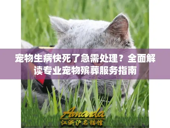 宠物生病快死了急需处理？全面解读专业宠物殡葬服务指南