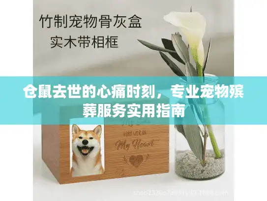 仓鼠去世的心痛时刻，专业宠物殡葬服务实用指南