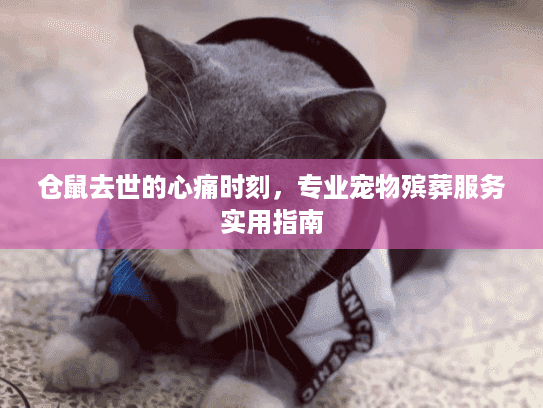 仓鼠去世的心痛时刻，专业宠物殡葬服务实用指南