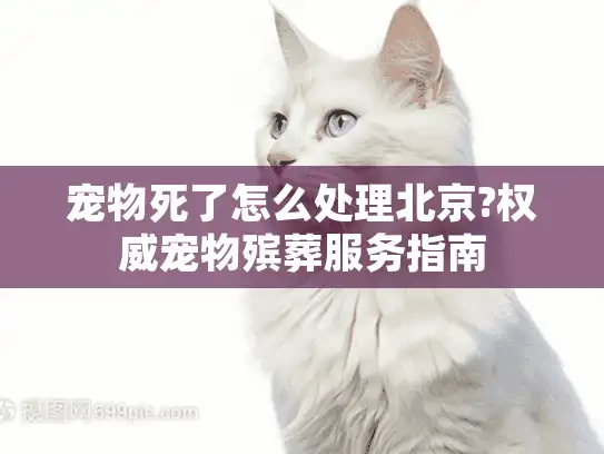 宠物死了怎么处理北京?权威宠物殡葬服务指南 宠物死了怎么处理北京?权威宠物殡葬服务指南