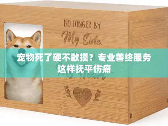 宠物死了硬不敢摸？专业善终服务这样抚平伤痛