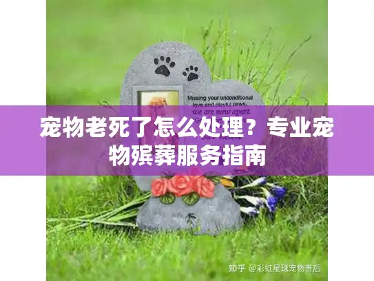 宠物老死了怎么处理?专业宠物殡葬服务指南 宠物老死了怎么处理?专业宠物殡葬服务指南