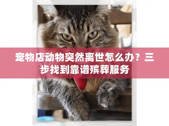 宠物店动物突然离世怎么办？三步找到靠谱殡葬服务