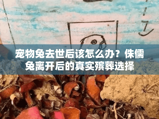 宠物兔去世后该怎么办？侏儒兔离开后的真实殡葬选择