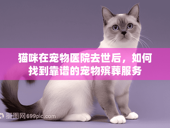 猫咪在宠物医院去世后，如何找到靠谱的宠物殡葬服务