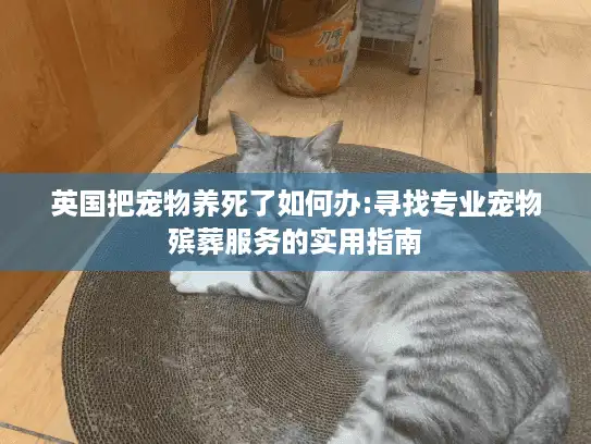 英国把宠物养死了如何办:寻找专业宠物殡葬服务的实用指南
