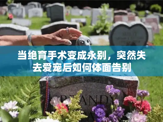 当绝育手术变成永别，突然失去爱宠后如何体面告别