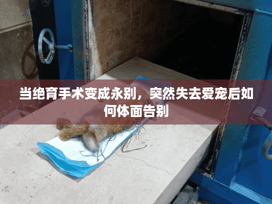 当绝育手术变成永别，突然失去爱宠后如何体面告别