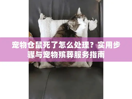 宠物仓鼠死了怎么处理？实用步骤与宠物殡葬服务指南