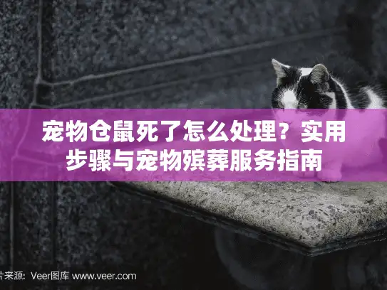 宠物仓鼠死了怎么处理？实用步骤与宠物殡葬服务指南
