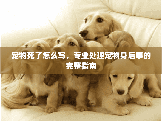 宠物死了怎么写，专业处理宠物身后事的完整指南