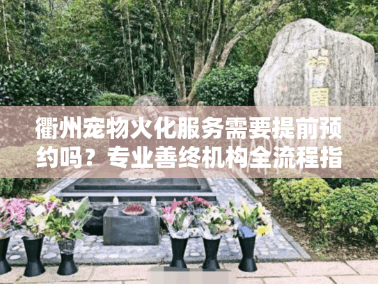 衢州宠物火化服务需要提前预约吗？专业善终机构全流程指南
