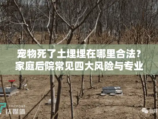 宠物死了土埋埋在哪里合法？家庭后院常见四大风险与专业方案对比