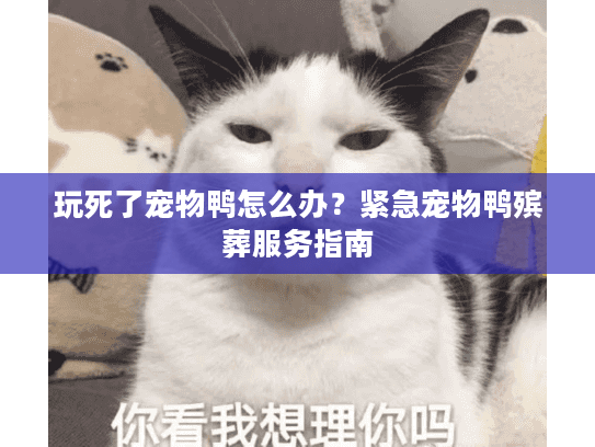 玩死了宠物鸭怎么办？紧急宠物鸭殡葬服务指南