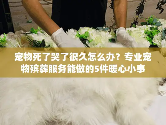 宠物死了哭了很久怎么办？专业宠物殡葬服务能做的5件暖心小事