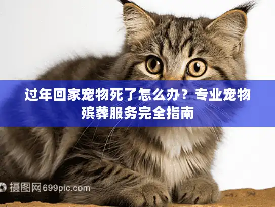 过年回家宠物死了怎么办？专业宠物殡葬服务完全指南