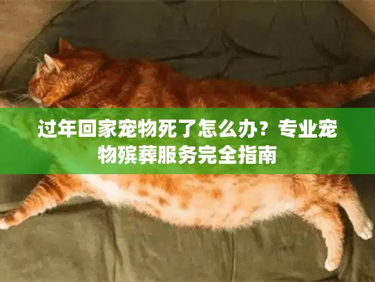 过年回家宠物死了怎么办？专业宠物殡葬服务完全指南