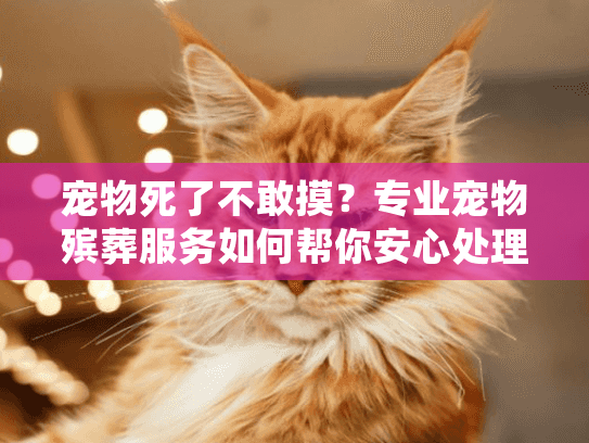 宠物死了不敢摸？专业宠物殡葬服务如何帮你安心处理宠物遗体告别