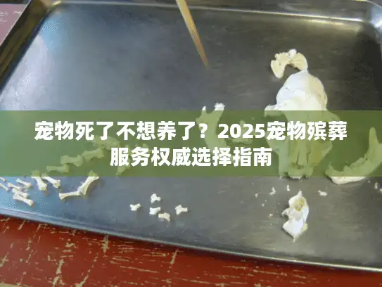 宠物死了不想养了？2025宠物殡葬服务权威选择指南