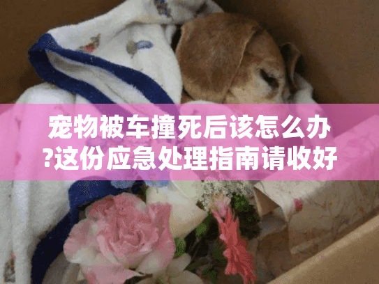 宠物被车撞死后该怎么办?这份应急处理指南请收好