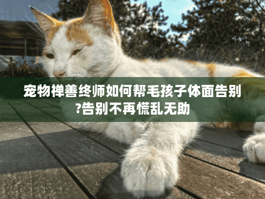 宠物禅善终师如何帮毛孩子体面告别?告别不再慌乱无助