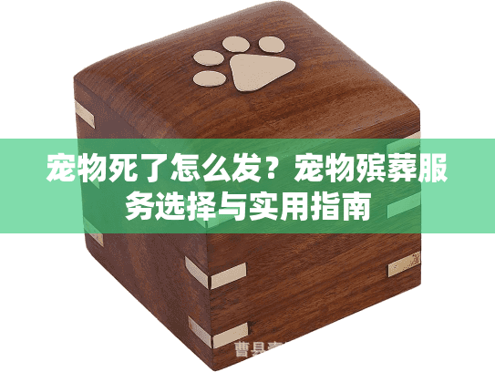 宠物死了怎么发？宠物殡葬服务选择与实用指南
