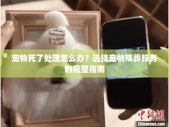 宠物死了处理怎么办？选择宠物殡葬服务的完整指南