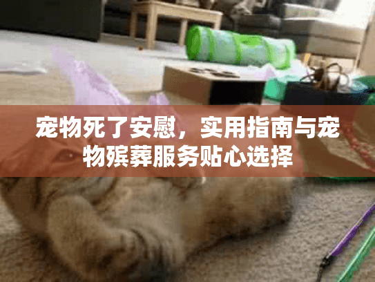 宠物死了安慰，实用指南与宠物殡葬服务贴心选择