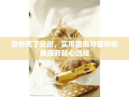 宠物死了安慰，实用指南与宠物殡葬服务贴心选择