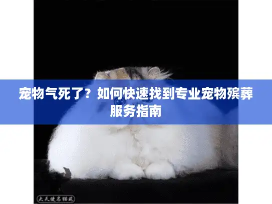 宠物气死了？如何快速找到专业宠物殡葬服务指南