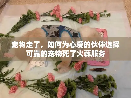 宠物走了，如何为心爱的伙伴选择可靠的宠物死了火葬服务