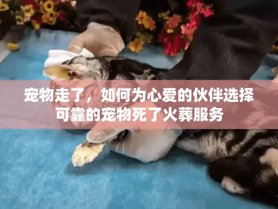 宠物走了，如何为心爱的伙伴选择可靠的宠物死了火葬服务