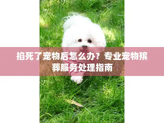 掐死了宠物后怎么办？专业宠物殡葬服务处理指南