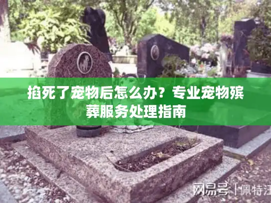 掐死了宠物后怎么办？专业宠物殡葬服务处理指南