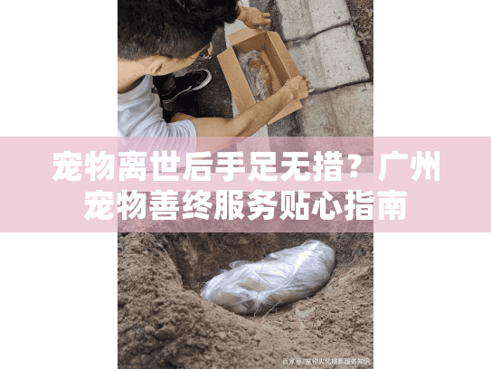 宠物离世后手足无措?广州宠物善终服务贴心指南 宠物离世后手足无措?广州宠物善终服务贴心指南