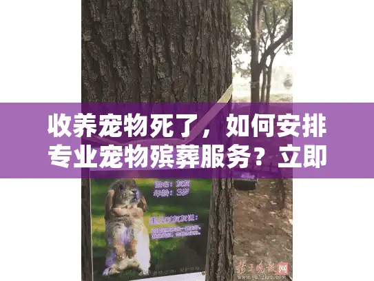 收养宠物死了，如何安排专业宠物殡葬服务？立即行动指南