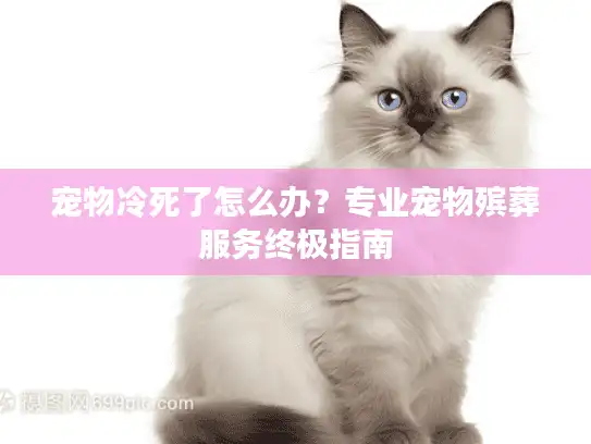 宠物冷死了怎么办?专业宠物殡葬服务终极指南 宠物冷死了怎么办?专业宠物殡葬服务终极指南