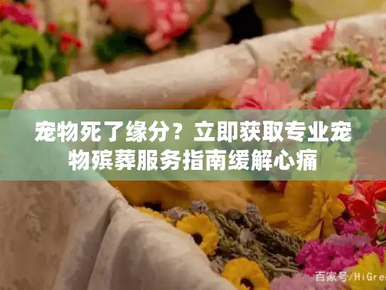 宠物死了缘分？立即获取专业宠物殡葬服务指南缓解心痛