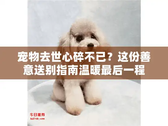 宠物去世心碎不已？这份善意送别指南温暖最后一程