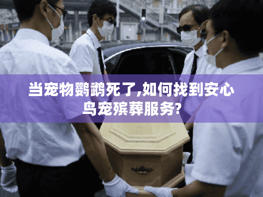 当宠物鹦鹉死了,如何找到安心鸟宠殡葬服务? 当宠物鹦鹉死了,如何找到安心鸟宠殡葬服务?