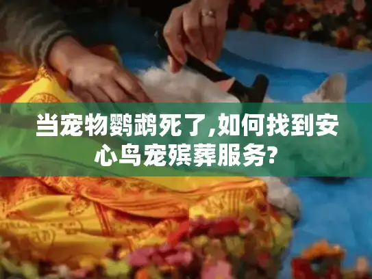 当宠物鹦鹉死了,如何找到安心鸟宠殡葬服务? 当宠物鹦鹉死了,如何找到安心鸟宠殡葬服务?