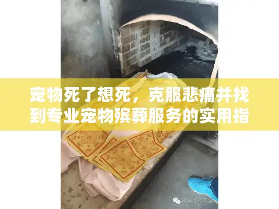 宠物死了想死，克服悲痛并找到专业宠物殡葬服务的实用指南