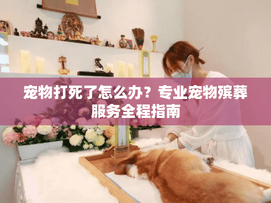 宠物打死了怎么办?专业宠物殡葬服务全程指南 宠物打死了怎么办?专业宠物殡葬服务全程指南
