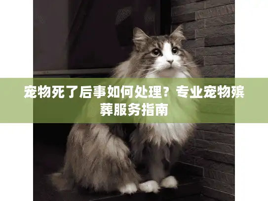 宠物死了后事如何处理?专业宠物殡葬服务指南 宠物死了后事如何处理?专业宠物殡葬服务指南