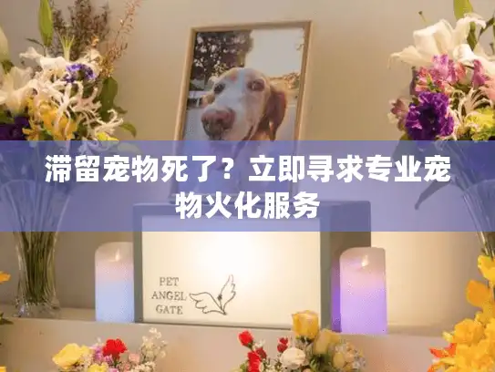 滞留宠物死了？立即寻求专业宠物火化服务